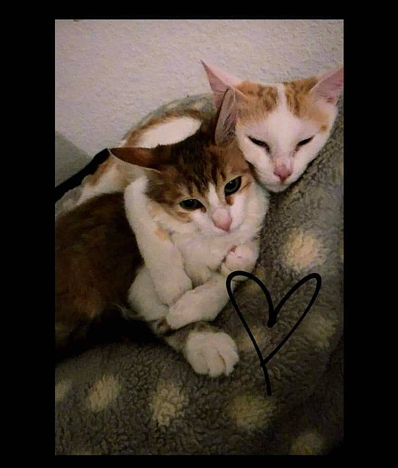 Cybelle a rejoint le concours — aidez-le/la à gagner de superbes lots ! aegean_cat, american_wirehair, asian, carnivore, cat, domestic_short_haired_cat, european_shorthair, felidae, kitten, mammal, nose, organism, paw, photo_caption, photography, singapura, small_to_medium_sized_cats, snout, tabby_cat, whiskers