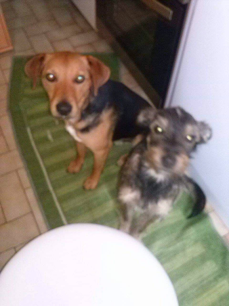 Ficel a rejoint le concours — aidez-le/la à gagner de superbes lots ! beagle, canidae, carnivore, dachshund, dog, dog_breed, mammal, puppy, sporting_group, vertebrate, working_dog