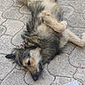 animal, canine, curled_paws, cute, daylight, dog, domestic_animal, fur, grass, lying_down, mammal, nature, outdoor, pavement, pet, relaxed, resting, sleep, sleeping, tiled_floor