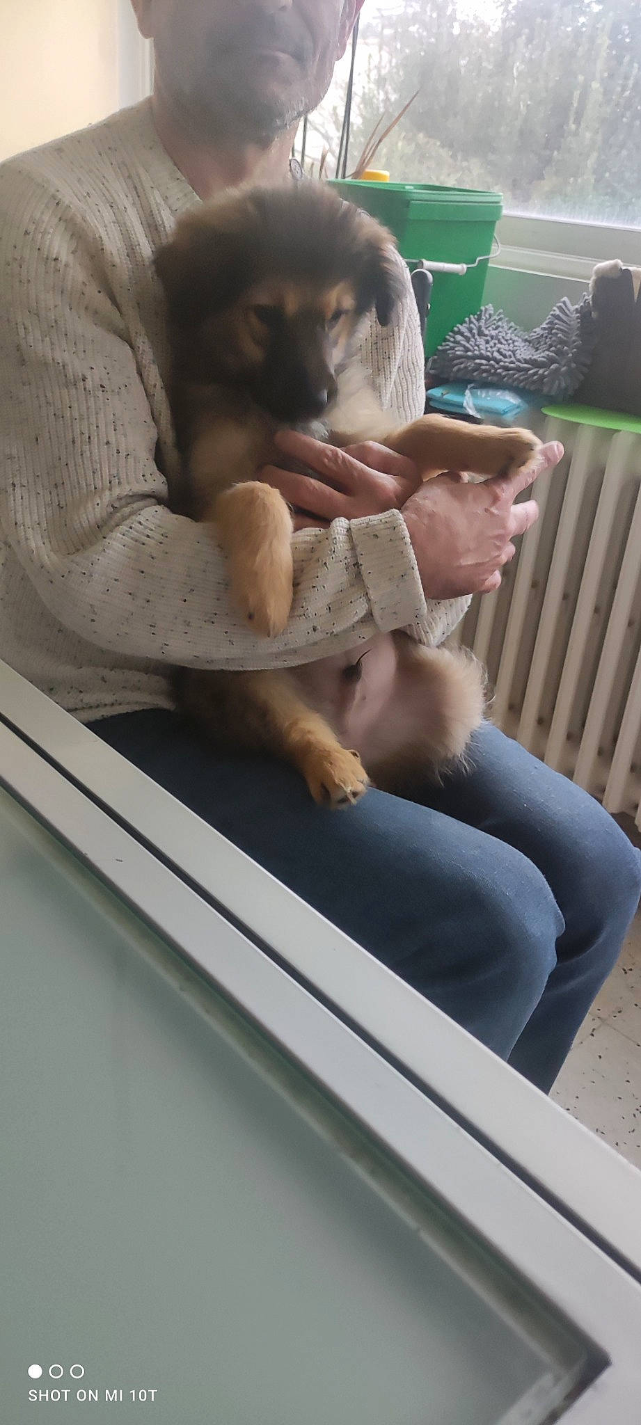 Ubby participe au concours pour gagner de l'argent avec cette photo : carnivore, comfort, companion_dog, dog, dog_breed, elbow, fawn, fur, rhesus_macaque, sitting, sporting_group, terrestrial_animal, window, wrinkle