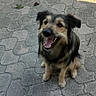 animal, canine, daylight, dog, ears, friendly, fur, happy, looking_up, nature, outdoor, pavement, pet, plant, shadow, sitting, smiling, sunlight, tongue, wall