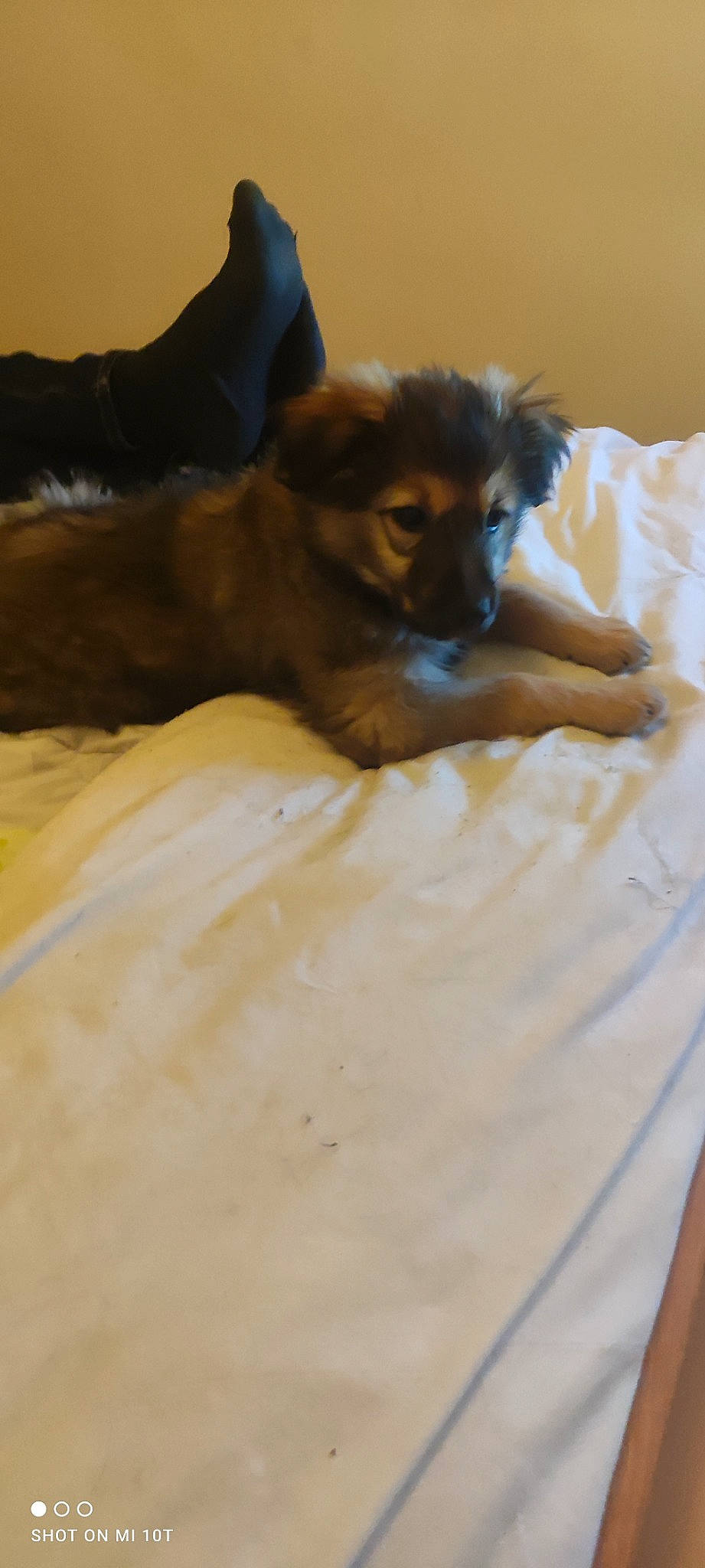 Ubby a rejoint le concours — aidez-le/la à gagner de superbes lots ! bed, carnivore, comfort, companion_dog, dog, dog_breed, dog_supply, duvet, flooring, hardwood, linens, liver, mammal, paw, snout, terrestrial_animal, toy_dog, whiskers, wood, working_animal