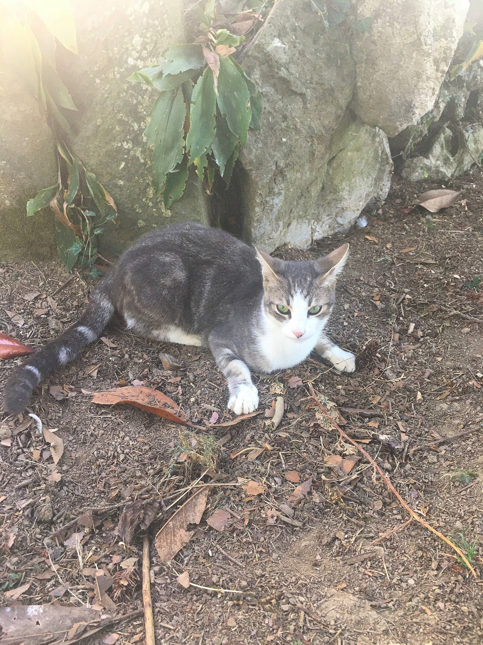 Monsieur a rejoint le concours — aidez-le/la à gagner de superbes lots ! carnivore, cat, domestic_short_haired_cat, european_shorthair, felidae, german_rex, kitten, small_to_medium_sized_cats, soil, tail, whiskers, wild_cat