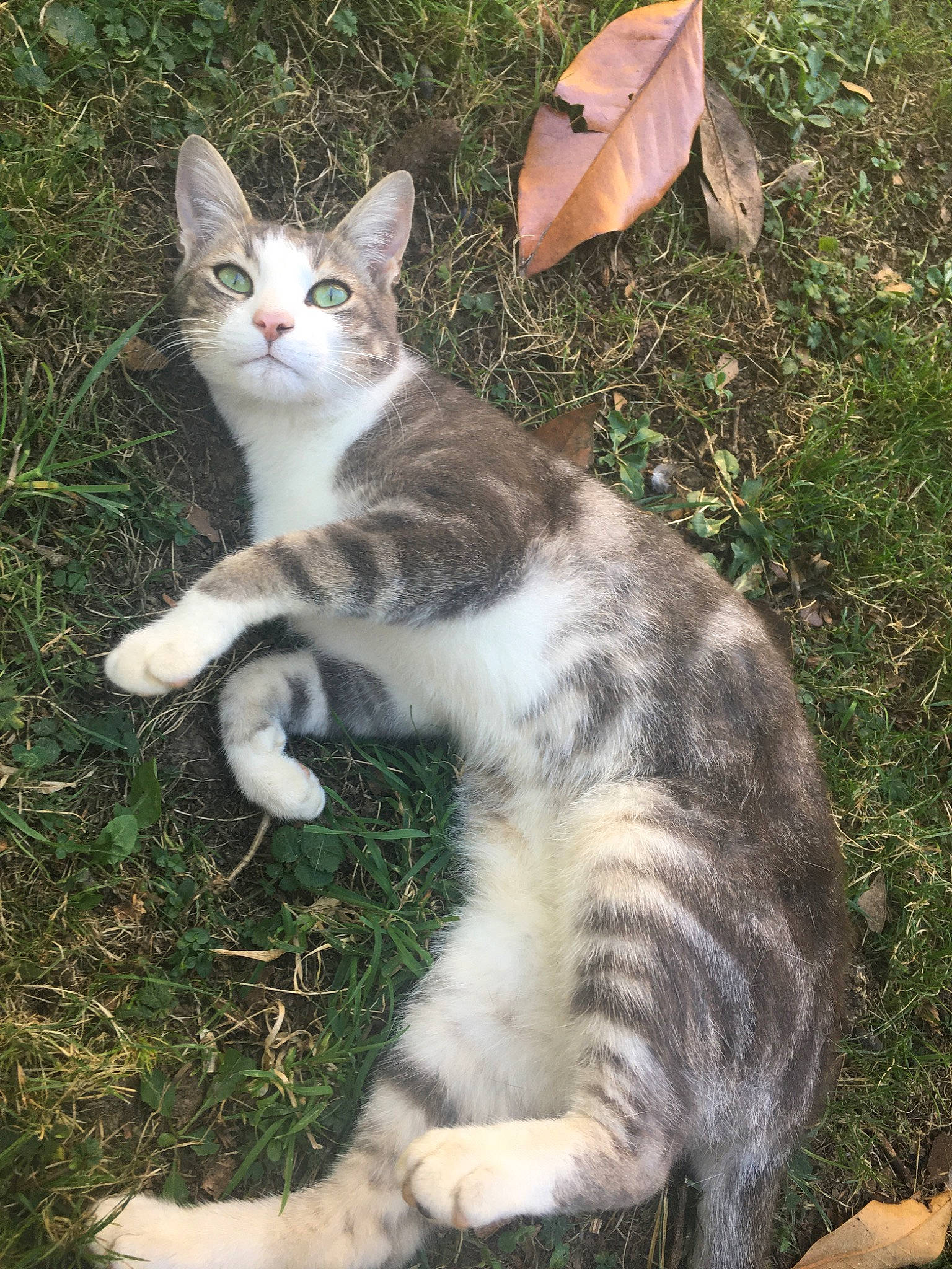 Monsieur a rejoint le concours — aidez-le/la à gagner de superbes lots ! aegean_cat, american_wirehair, carnivore, cat, domestic_short_haired_cat, european_shorthair, fawn, felidae, grass, kitten, mammal, polydactyl_cat, small_to_medium_sized_cats, tabby_cat, tail, vertebrate, whiskers, wild_cat