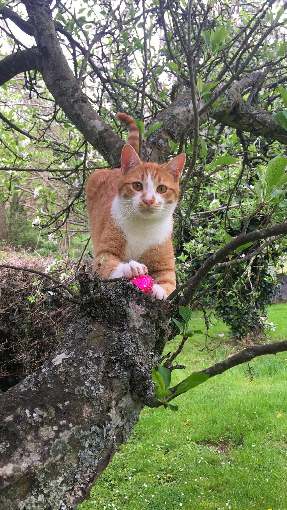 Marcel a rejoint le concours — aidez-le/la à gagner de superbes lots ! aegean_cat, branch, carnivore, cat, domestic_short_haired_cat, european_shorthair, fawn, felidae, german_rex, grass, plant, small_to_medium_sized_cats, tabby_cat, tail, tree, trunk, whiskers, wildlife