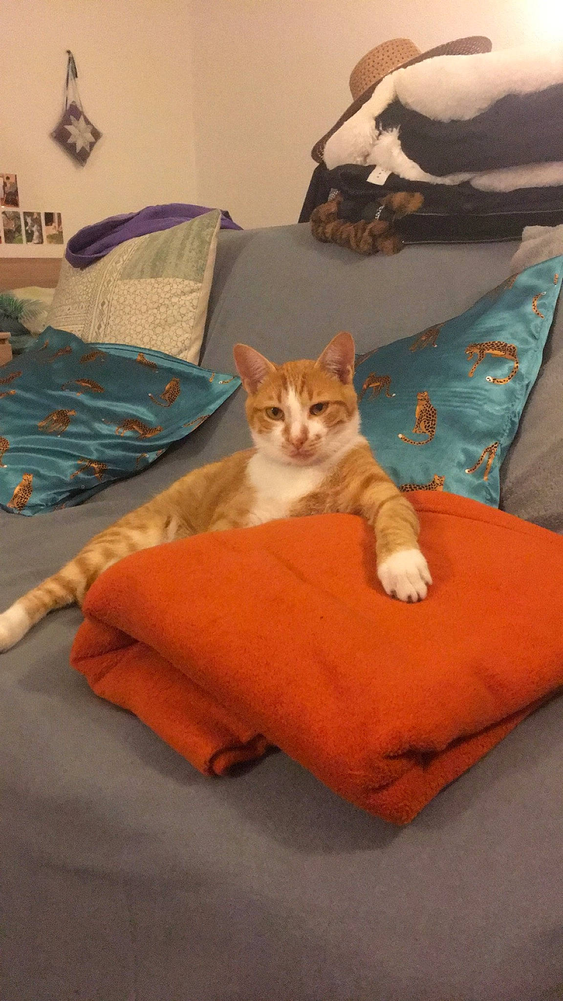 Marcel a rejoint le concours — aidez-le/la à gagner de superbes lots ! aegean_cat, asian, bed_sheet, carnivore, cat, comfort, couch, domestic_short_haired_cat, european_shorthair, fawn, felidae, fur, furniture, kitten, linens, room, small_to_medium_sized_cats, tail, textile, whiskers