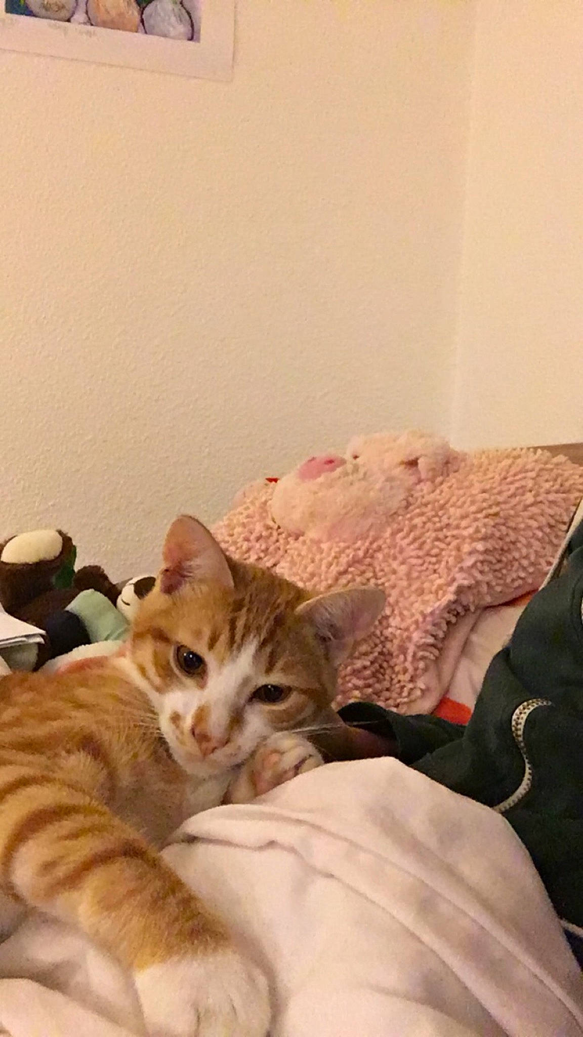 Marcel a rejoint le concours — aidez-le/la à gagner de superbes lots ! american_shorthair, asian, australian_mist, bed, bengal, carnivore, cat, comfort, domestic_short_haired_cat, dragon_li, european_shorthair, felidae, fur, kitten, mammal, nap, room, small_to_medium_sized_cats, tabby_cat, whiskers