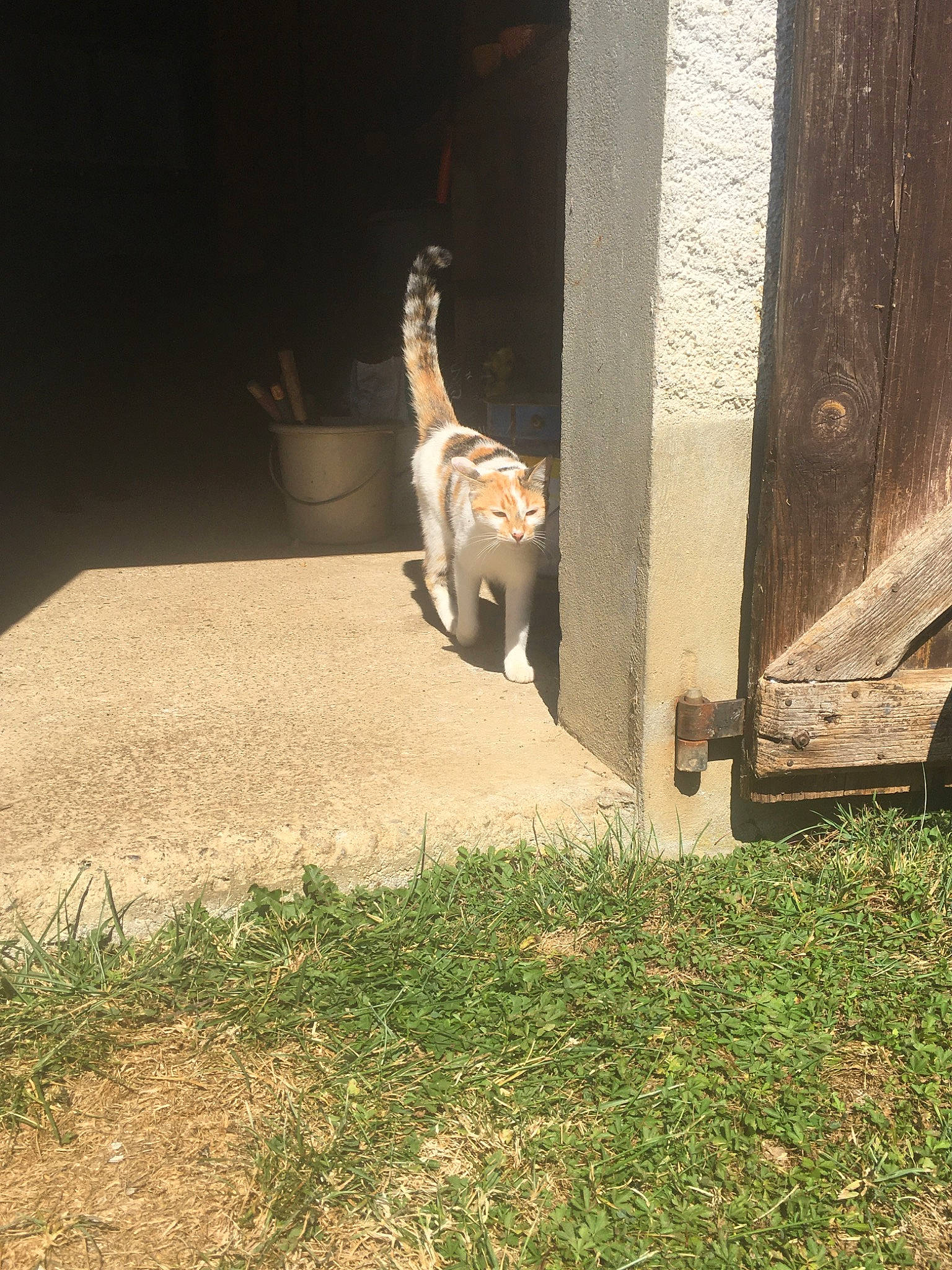 Celle-là a rejoint le concours — aidez-le/la à gagner de superbes lots ! carnivore, cat, european_shorthair, fawn, felidae, grass, small_to_medium_sized_cats, tail, wildlife, zoo