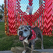 Charcoal joined the competition — help win amazing prizes! dog, smiling, bandana, sidewalk, grass, heart, ribbons, fence, park, trees, palm_trees, outdoor, daytime, decorations, celebration, happy, canine, tongue_out, pet, animal
