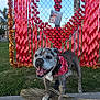 dog, smiling, bandana, sidewalk, grass, heart, ribbons, fence, park, trees, palm_trees, outdoor, daytime, decorations, celebration, happy, canine, tongue_out, pet, animal