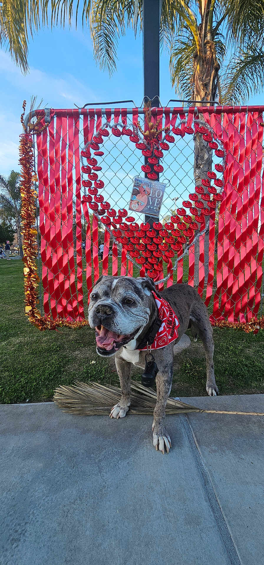 Charcoal joined the competition — help win amazing prizes! dog, smiling, bandana, sidewalk, grass, heart, ribbons, fence, park, trees, palm_trees, outdoor, daytime, decorations, celebration, happy, canine, tongue_out, pet, animal