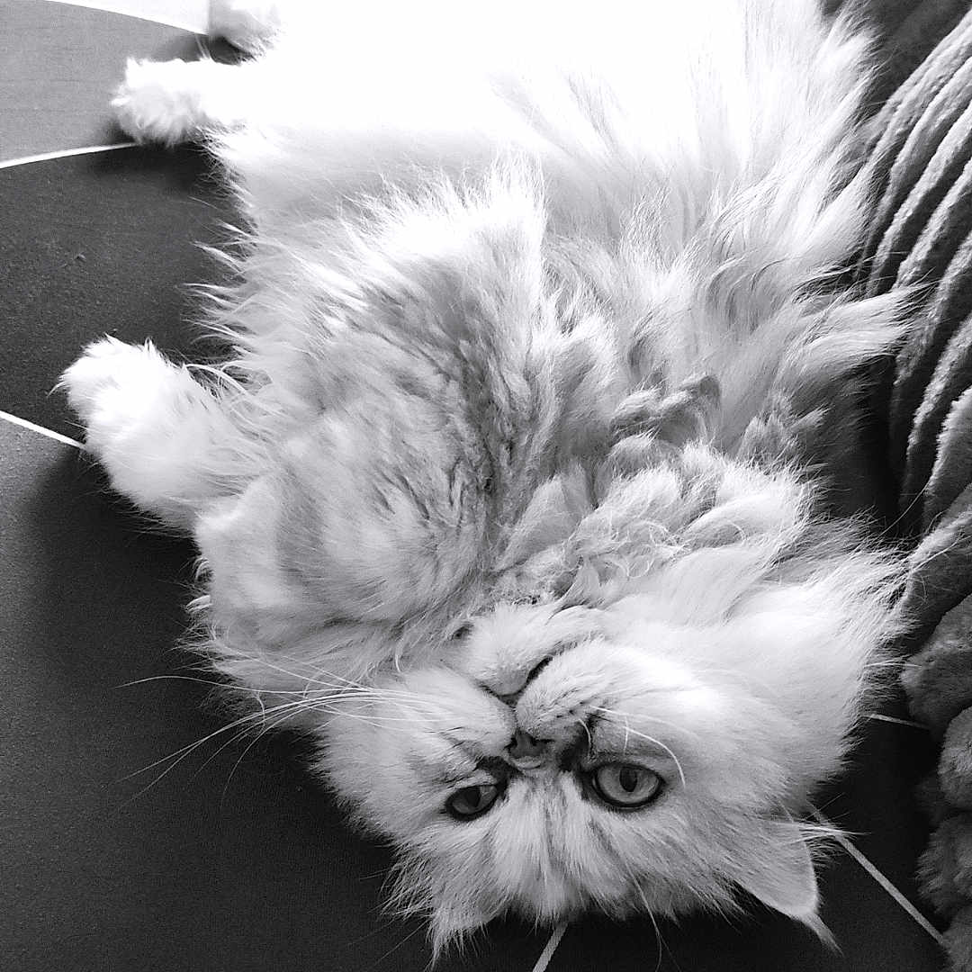 Louna