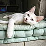 Sya participe au concours pour gagner de l'argent avec cette photo : cat, kitten, white_cat, blue_eyes, pink_nose, lying_down, relaxed, cute, fluffy, whiskers, ears, paw, cushion, green_cushion, indoor, home, cozy, portrait, pet, floor