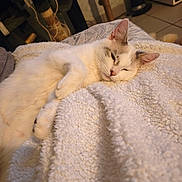 Sya a rejoint le concours — aidez-le/la à gagner de superbes lots ! cat, sleeping, sleepy, white_cat, cream_fur, pet, animal, mammal, whiskers, ears, nose, paws, curled_up, blanket, fleece, cozy, indoor, home, warm_lighting, relaxing