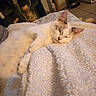 cat, sleeping, sleepy, white_cat, cream_fur, pet, animal, mammal, whiskers, ears, nose, paws, curled_up, blanket, fleece, cozy, indoor, home, warm_lighting, relaxing