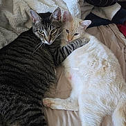 Loki is registered to the contest to win money with this photo: cat, tabby_cat, cream_cat, snuggling, bed, blanket, cozy, pets, fur, animal, domestic_cat, resting, cute, companionship, indoor, soft, relaxed, pair, sleepy, comfort