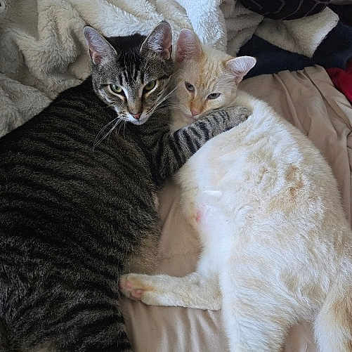 Loki