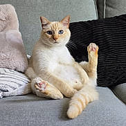 Scotch a rejoint le concours — aidez-le/la à gagner de superbes lots ! animal, blue_eyes, cat, couch, cozy, cream_colored, cute, feline, fluffy, fur, gray_couch, indoor, paw_raised, pet, pillows, pink_paw_pads, relaxed, sitting, tail, whiskers