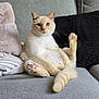 animal, blue_eyes, cat, couch, cozy, cream_colored, cute, feline, fluffy, fur, gray_couch, indoor, paw_raised, pet, pillows, pink_paw_pads, relaxed, sitting, tail, whiskers