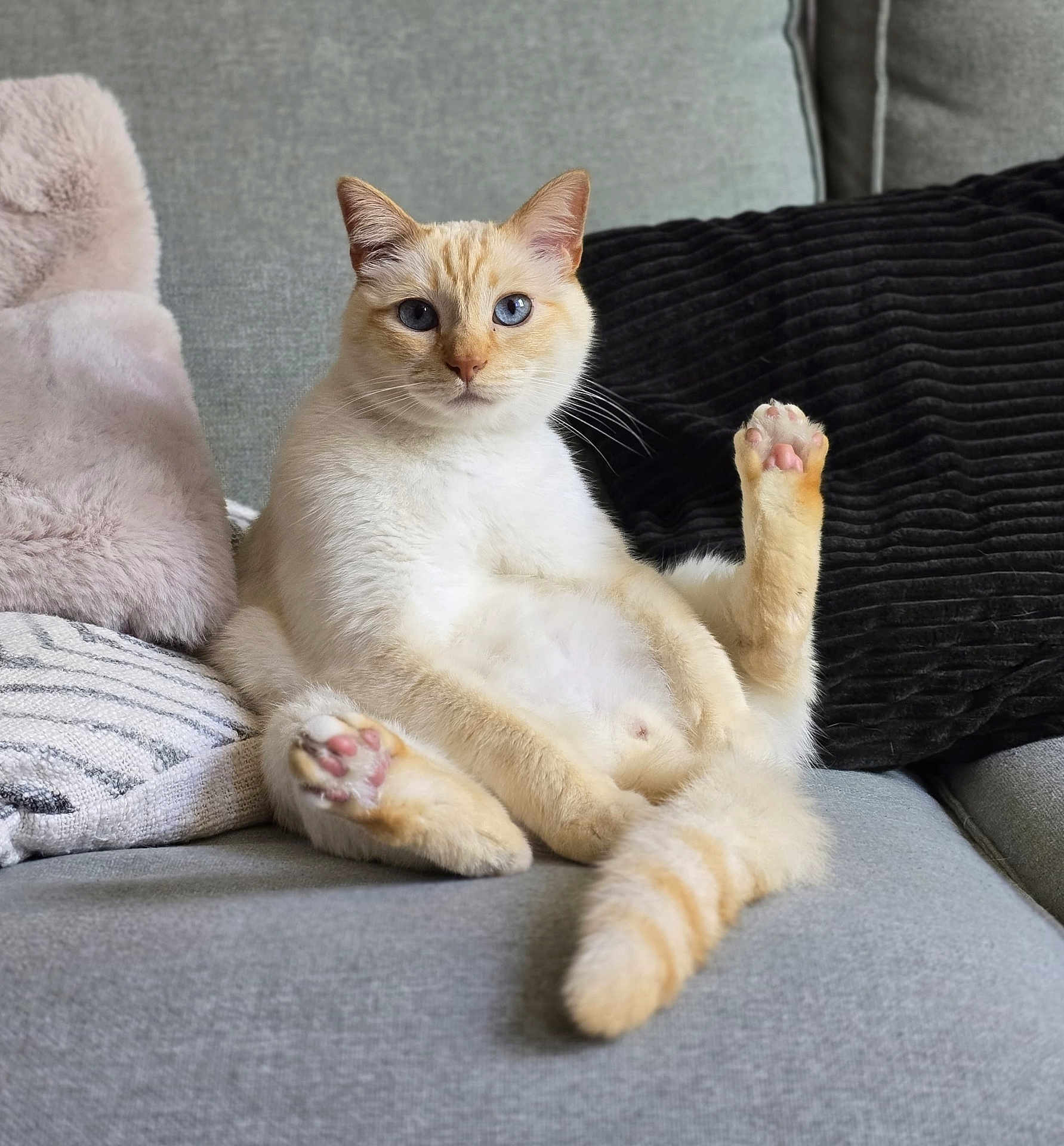 Scotch a rejoint le concours — aidez-le/la à gagner de superbes lots ! animal, blue_eyes, cat, couch, cozy, cream_colored, cute, feline, fluffy, fur, gray_couch, indoor, paw_raised, pet, pillows, pink_paw_pads, relaxed, sitting, tail, whiskers