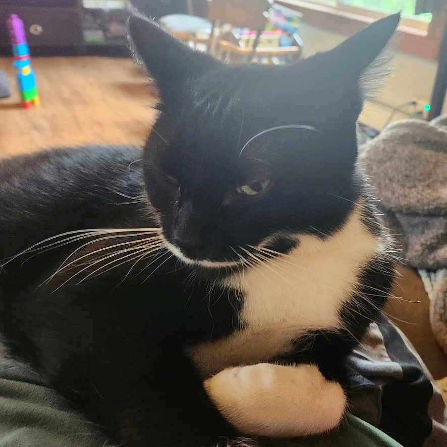 Aerys joined the competition — help win amazing prizes! animal, art, blackcat, cat, collage, computer, electronics, face, head, indoors, kitten, manx, number, pc, person, pet, photography, portrait, symbol, text