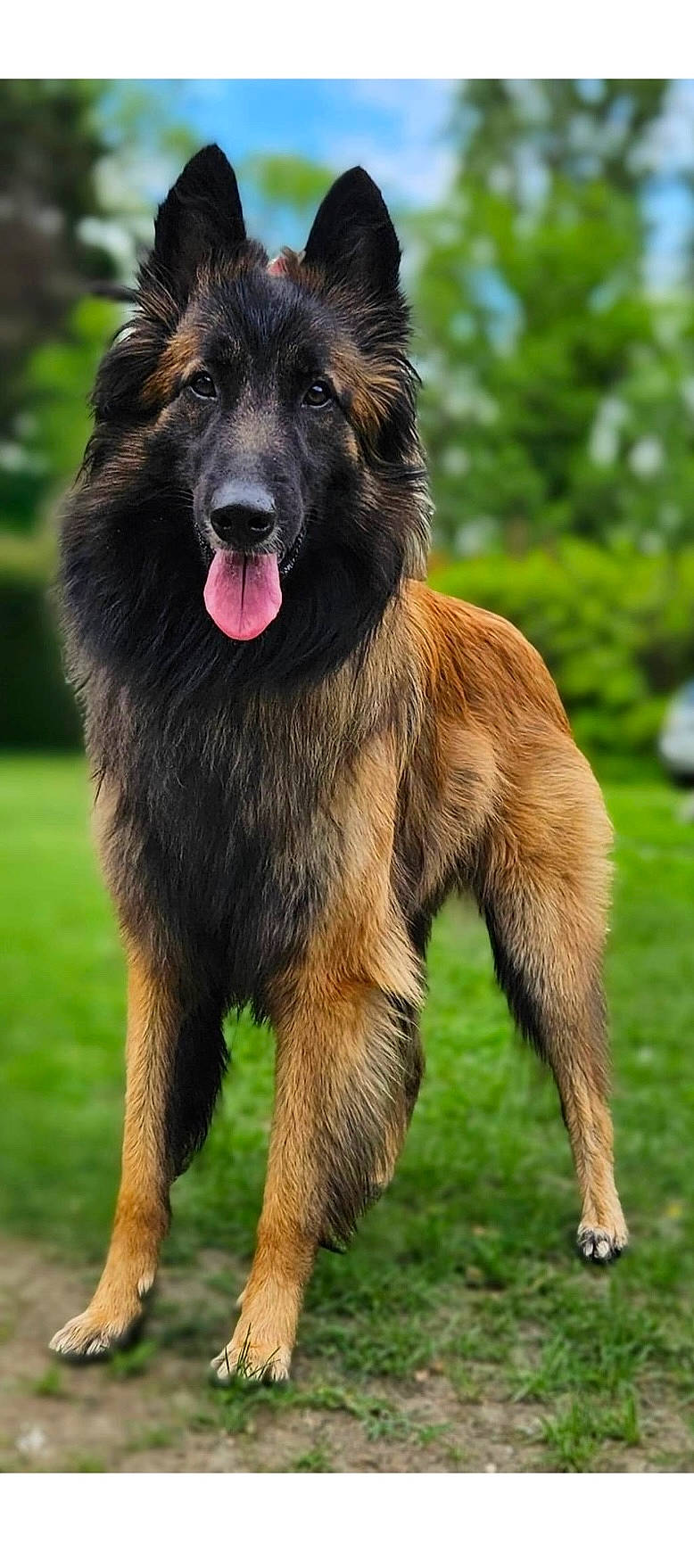 Tayron a rejoint le concours — aidez-le/la à gagner de superbes lots ! animal, canine, dog, germanshepherd, person, pet, policedog, puppy, walkingdog