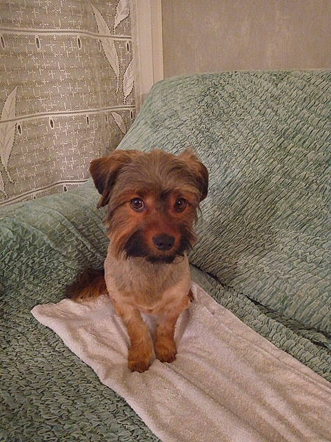 Titi
