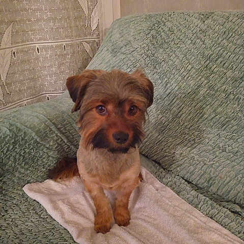 Titi