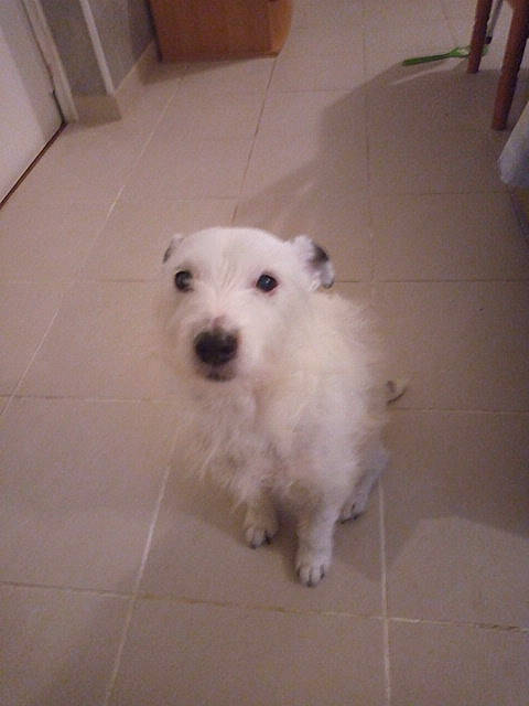 Filou