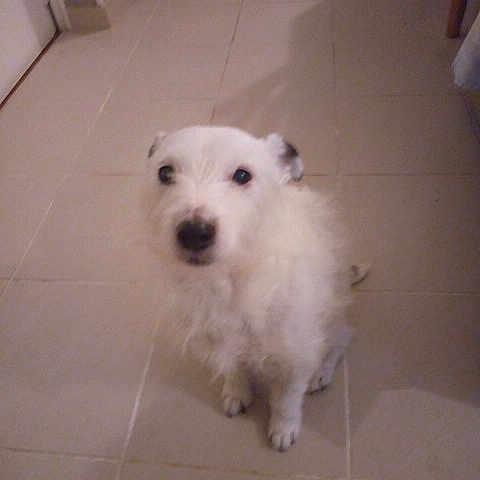 Filou