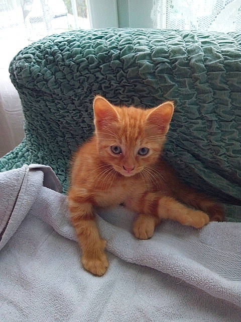 Simba