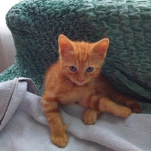 Simba