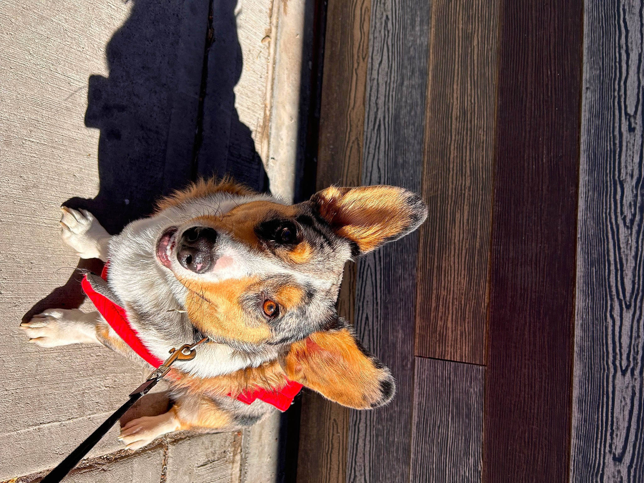 Lenny joined the competition — help win amazing prizes! canidae, carnivore, collar, companion_dog, dog, dog_breed, dog_clothes, dog_collar, dog_supply, eyewear, fashion_accessory, fawn, fur, leash, pet_supply, snout, sporting_group, whiskers, wood, working_animal