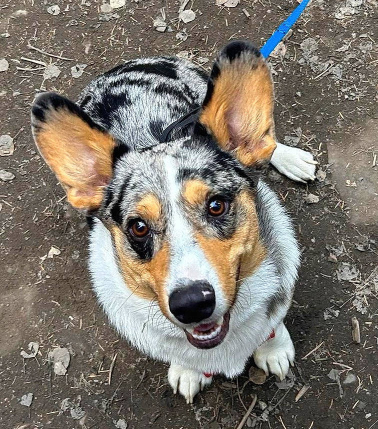 Lenny is registered to the contest to win money with this photo: ancient_dog_breeds, canidae, carnivore, companion_dog, dog, dog_breed, dog_clothes, ear, fawn, fur, herding_dog, paw, snout, sporting_group, street_dog, terrier, toy_dog, whiskers, working_animal, working_dog