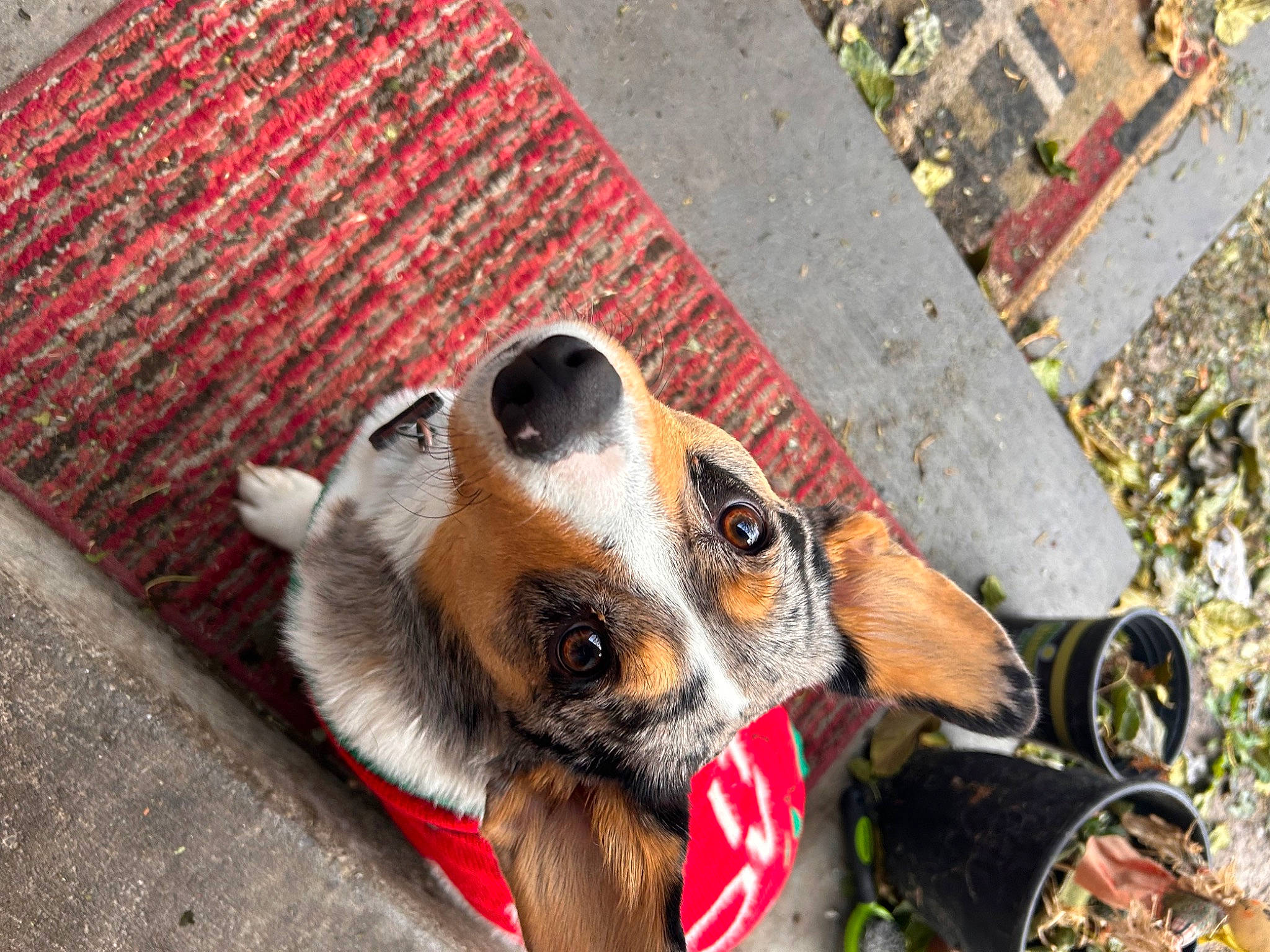 Lenny joined the competition — help win amazing prizes! australian_cattle_dog, brick, canidae, carnivore, collar, companion_dog, dog, dog_breed, dog_collar, dog_supply, fawn, fur, leash, pet_supply, road_surface, snout, sporting_group, whiskers, working_animal, working_dog