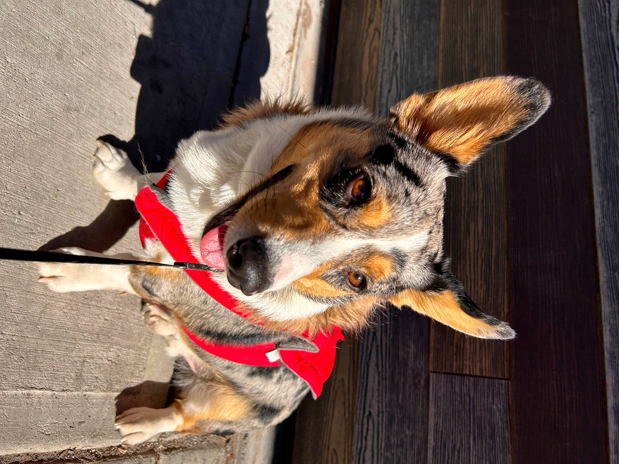 Lenny joined the competition — help win amazing prizes! carnivore, collar, companion_dog, dog, dog_breed, dog_collar, dog_supply, fashion_accessory, fur, leash, paw, pet_supply, sporting_group, tail, whiskers, wood, working_animal, working_dog