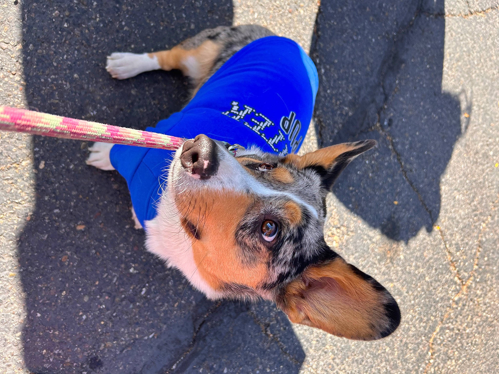 Lenny is registered to the contest to win money with this photo: canidae, carnivore, collar, companion_dog, dog, dog_breed, dog_collar, dog_supply, electric_blue, fawn, hat, leash, paw, pet_supply, road_surface, sand, snout, soil, sporting_group, working_animal