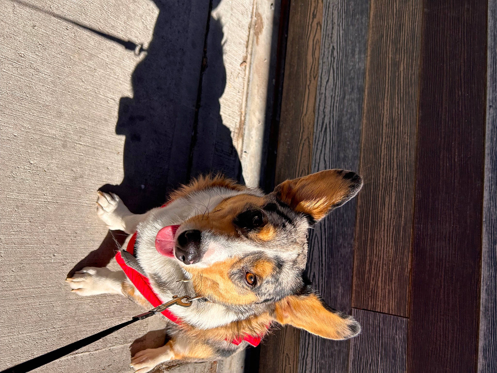 Lenny joined the competition — help win amazing prizes! canidae, carnivore, collar, companion_dog, dog, dog_breed, dog_clothes, dog_collar, dog_supply, fawn, fur, leash, pet_supply, snout, sporting_group, tail, toy_dog, whiskers, wood, working_animal