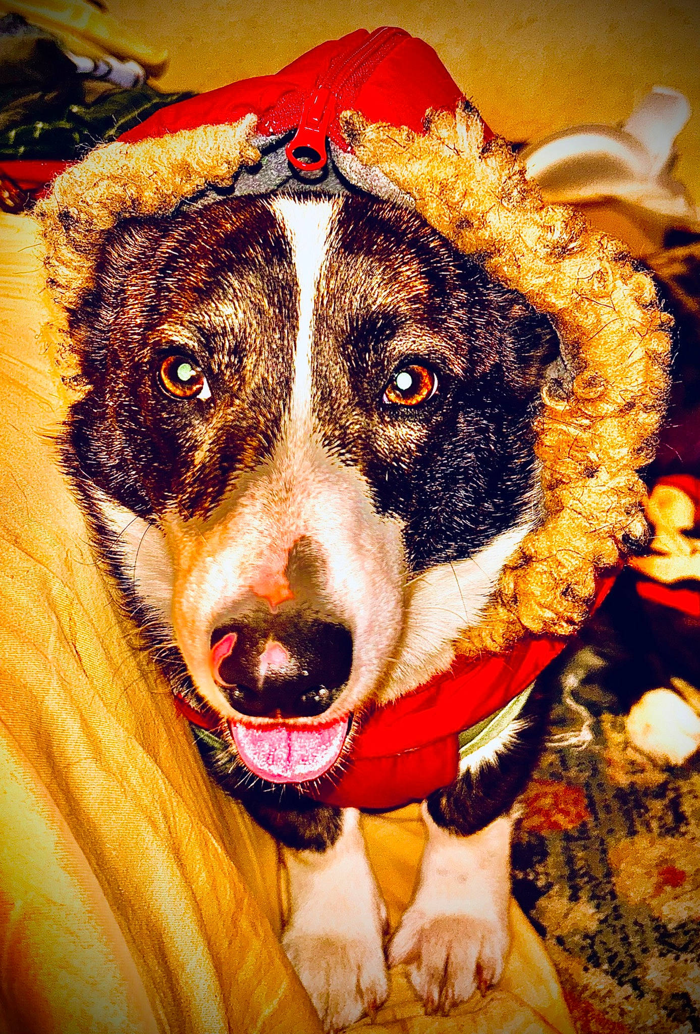 Polly is registered to the contest to win money with this photo: art, canidae, carnivore, christmas, circle, collar, companion_dog, dog, dog_breed, dog_collar, dog_supply, event, fur, holiday, leash, snout, sporting_group, whiskers, working_animal, working_dog