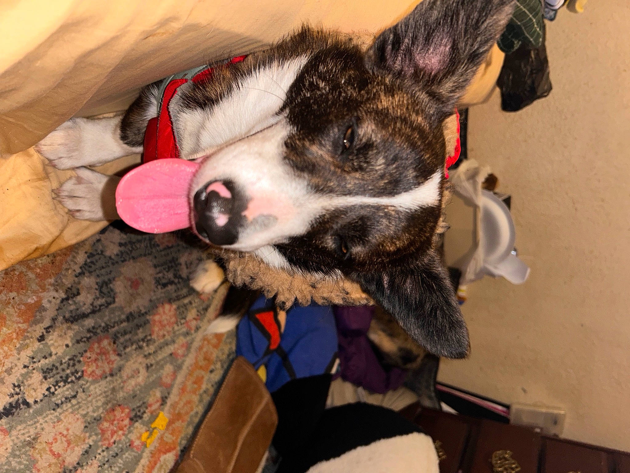 Polly is registered to the contest to win money with this photo: carnivore, collar, companion_dog, dog, dog_breed, dog_collar, fur, guard_dog, herding_dog, snout, texas_heeler, whiskers, working_animal, working_dog