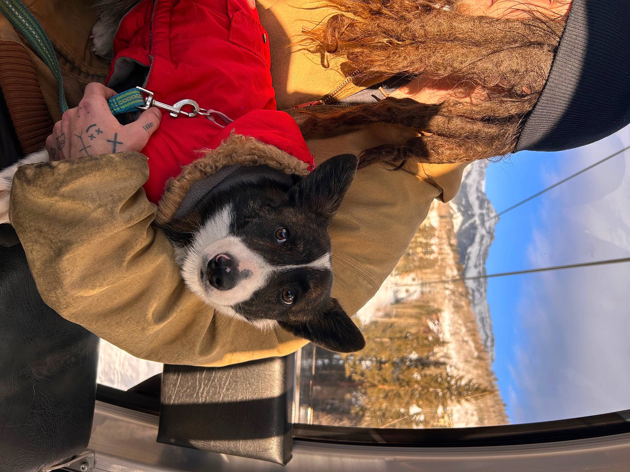 Polly is registered to the contest to win money with this photo: bag, canidae, carnivore, companion_dog, dog, dog_breed, dog_collar, dog_supply, fun, fur, personal_protective_equipment, sporting_group, tints_and_shades, whiskers, window, winter, working_animal, working_dog