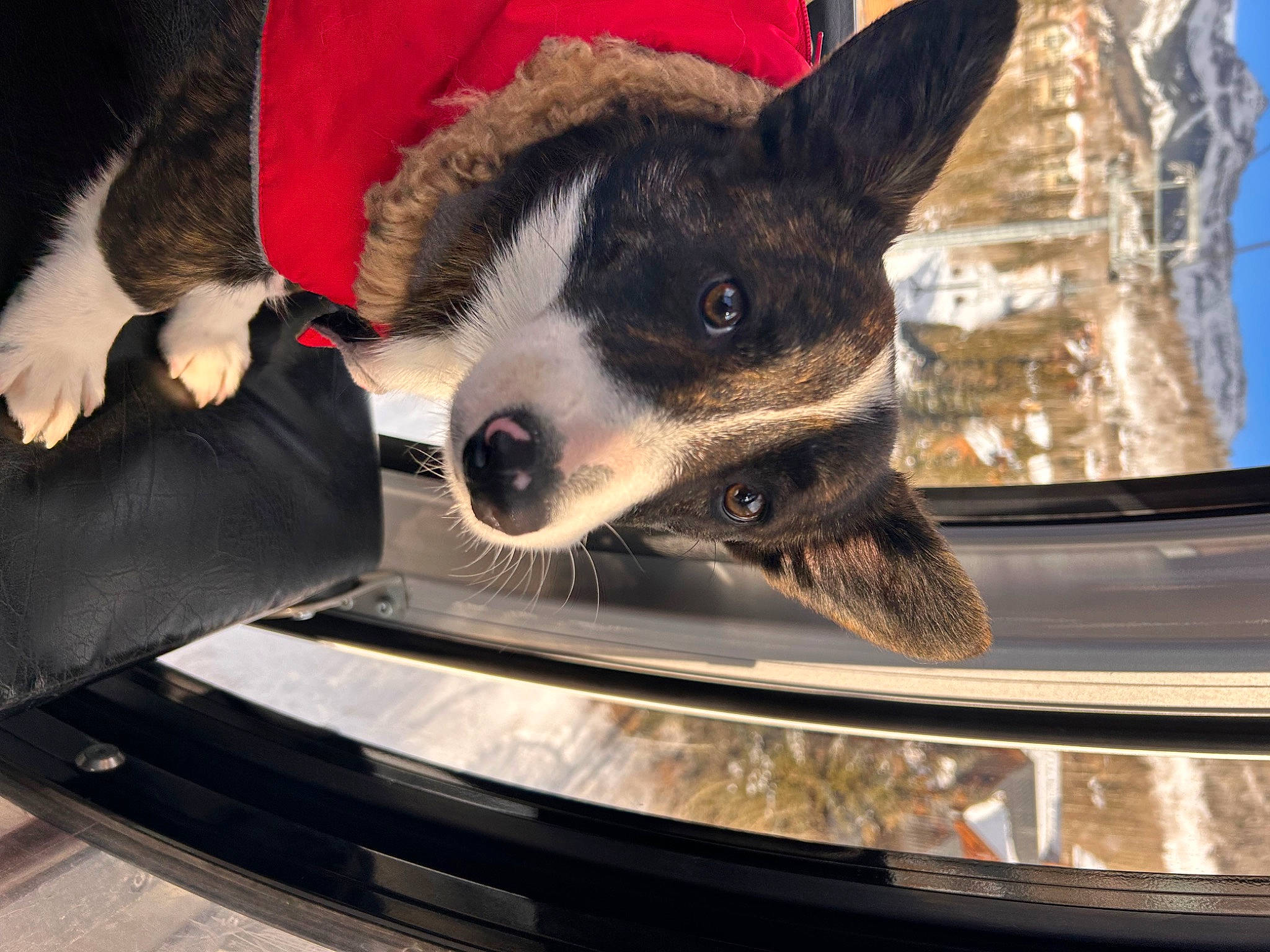 Polly joined the competition — help win amazing prizes! auto_part, automotive_exterior, automotive_lighting, automotive_mirror, automotive_tire, carnivore, companion_dog, dog, dog_breed, fawn, fender, grille, hood, motor_vehicle, personal_luxury_car, snout, trunk, vehicle, vehicle_registration_plate, whiskers