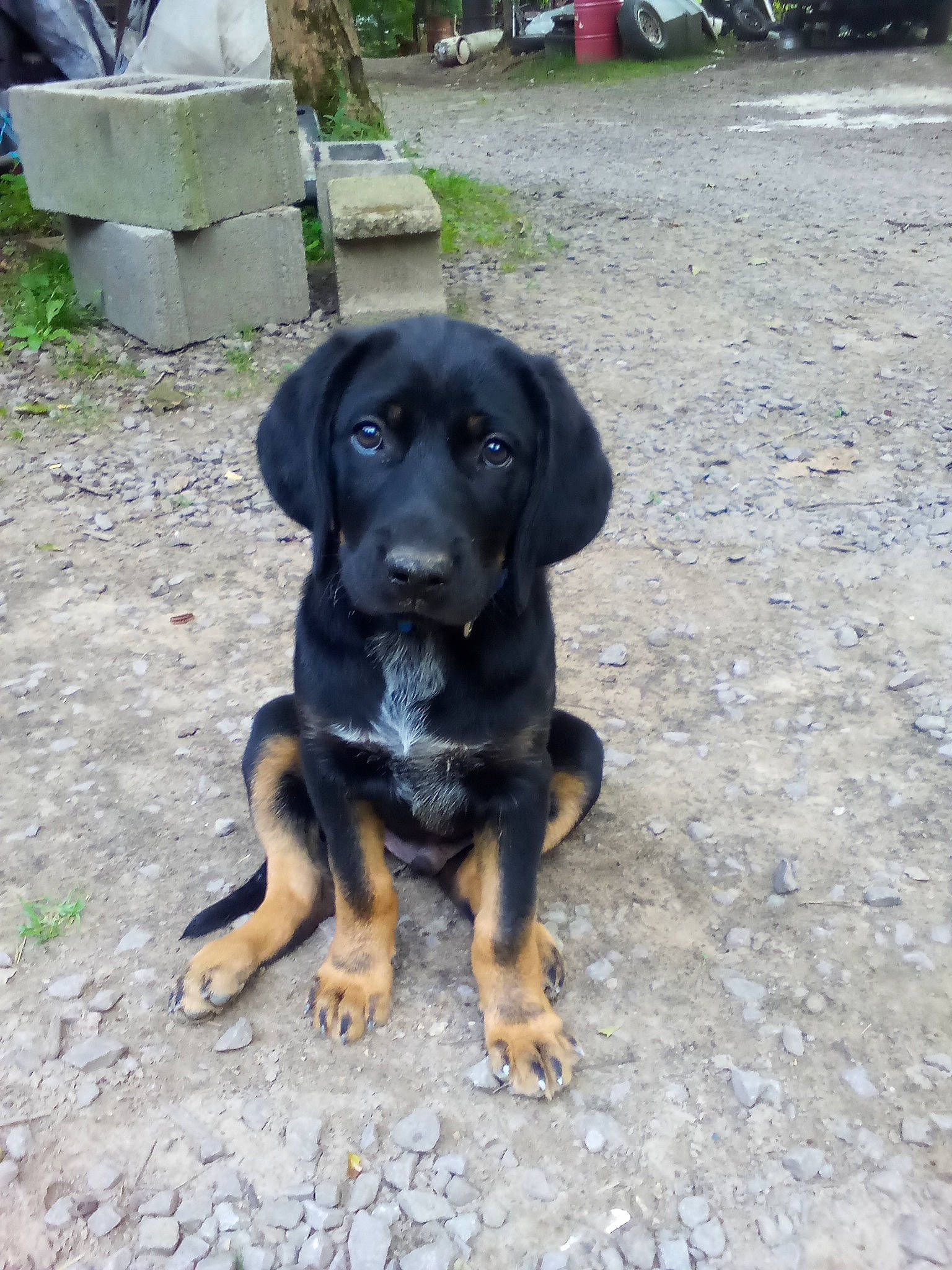 Rover joined the competition — help win amazing prizes! asphalt, canidae, carnivore, companion_dog, dog, dog_breed, grass, guard_dog, hound, hunting_dog, plant, snout, soil, sporting_group, tail, terrestrial_animal, working_animal, working_dog