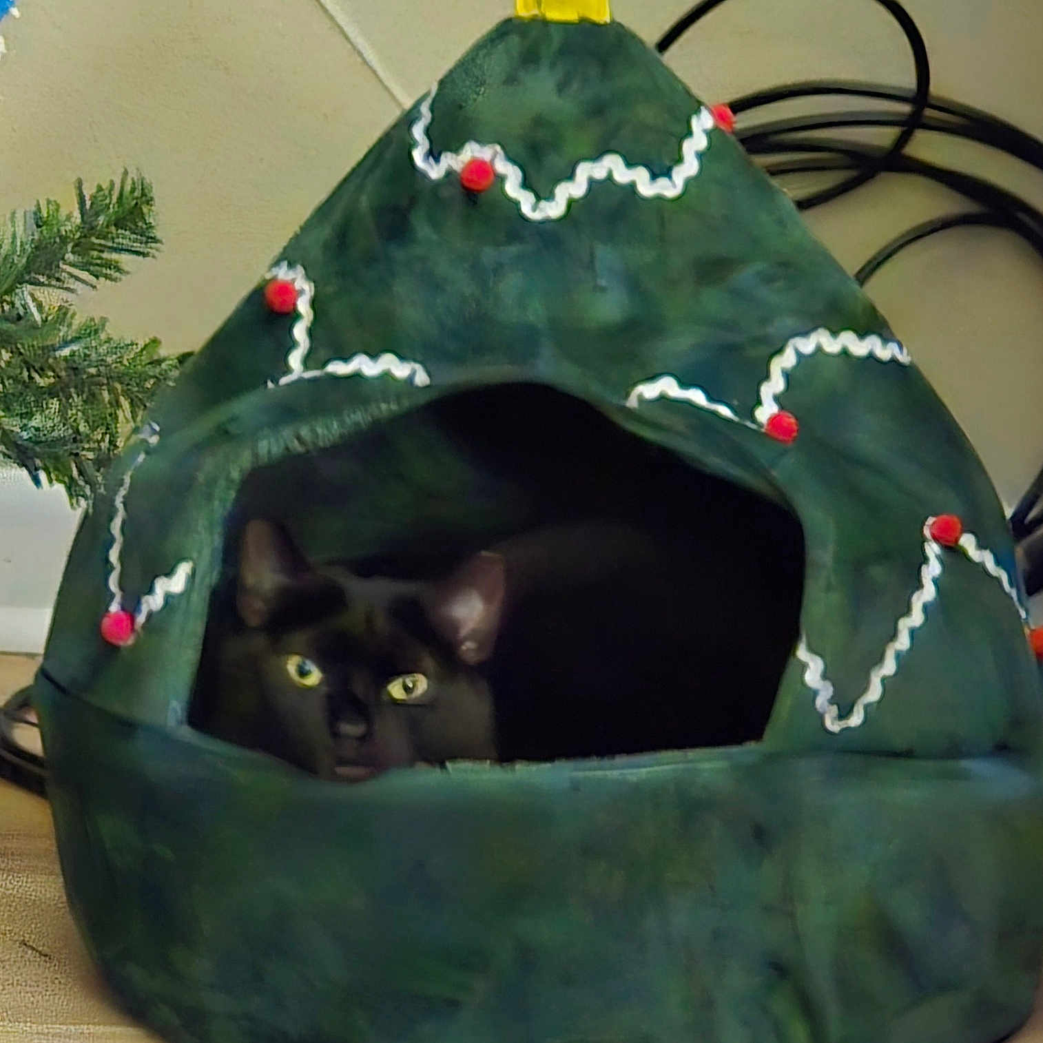 Midnight is registered to the contest to win money with this photo: animal, black_cat, cables, cat, cat_bed, christmas_tree_shape, cozy, curious, cute, decorations, feline, greenery, holiday_theme, home, indoor, pet, pom_poms, resting, wooden_floor, yellow_star