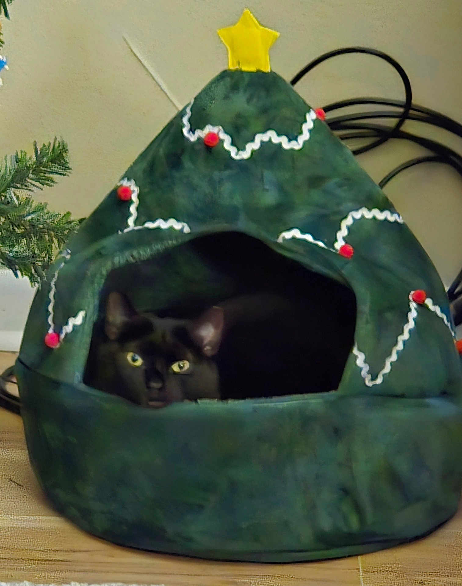 Midnight is registered to the contest to win money with this photo: cat, black_cat, cat_bed, christmas_tree_shape, decorations, yellow_star, pom_poms, indoor, wooden_floor, greenery, cables, pet, animal, cozy, curious, feline, holiday_theme, home, cute, resting