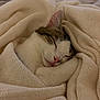 Blanquette participe au concours pour gagner de l'argent avec cette photo : cat, sleeping, blanket, cozy, knit, white, cream, pink_nose, tongue_out, fur, pet, cute, resting, domestic_animal, indoor, comfort, warm, relaxed, animal, snuggled