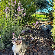 Blanquette a rejoint le concours — aidez-le/la à gagner de superbes lots ! kitten, cat, flower, lavender, plants, rocks, garden, greenery, sunlight, outdoor, nature, small_animal, curious, pet, young_cat, feline, flora, bush, daylight, closeup