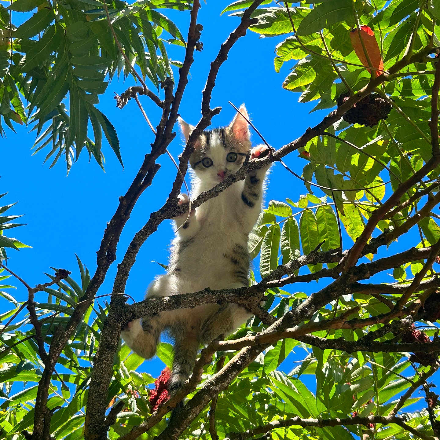 Blanquette participe au concours pour gagner de l'argent avec cette photo : animal, blue_sky, branches, cat, climbing, curious, daytime, feline, greenery, kitten, leaves, nature, outdoor, pet, playful, sky, sunlight, tree, wildlife, young_cat