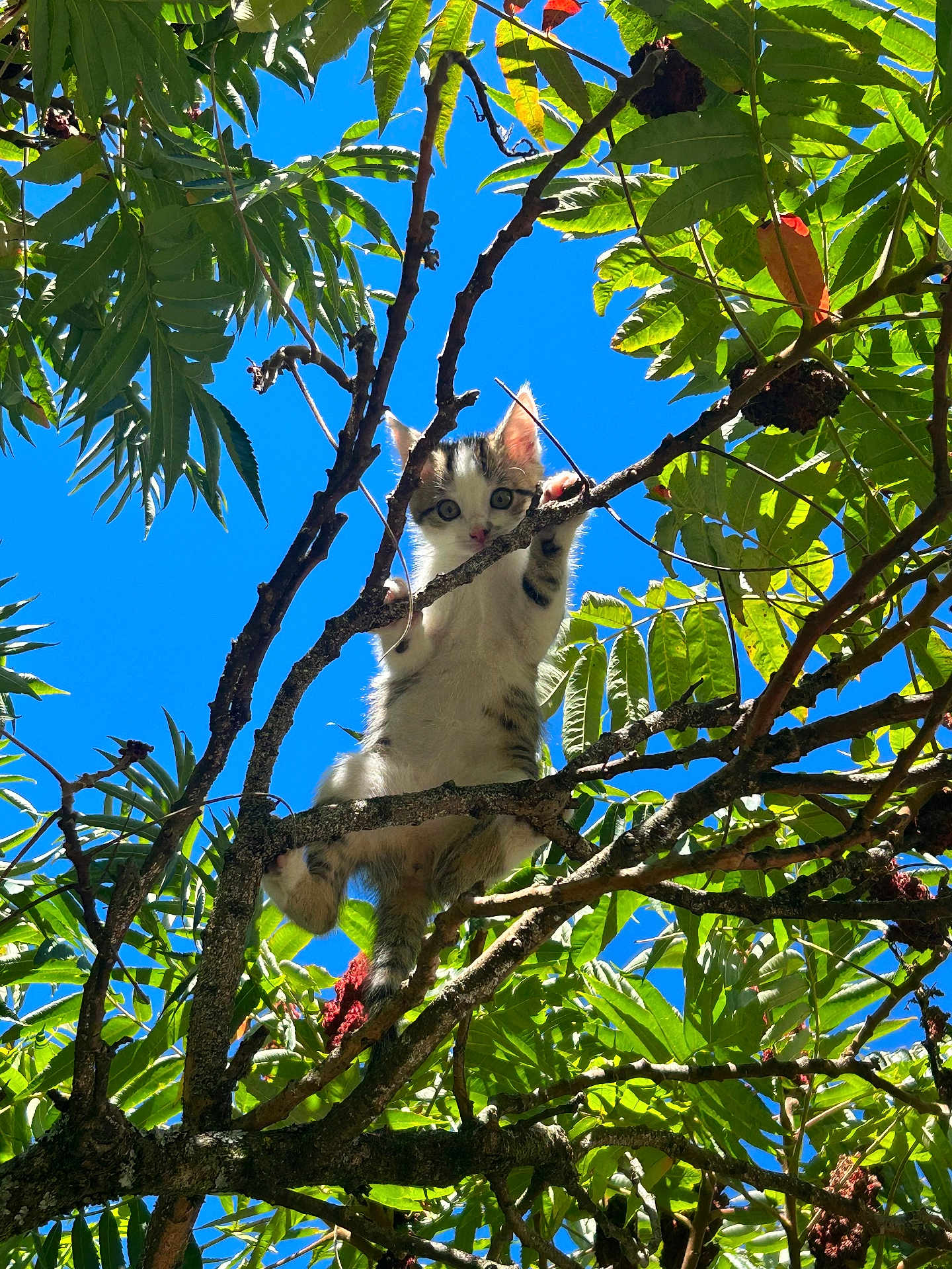 Blanquette participe au concours pour gagner de l'argent avec cette photo : kitten, cat, tree, branches, leaves, greenery, sky, blue_sky, outdoor, nature, animal, climbing, curious, young_cat, sunlight, daytime, playful, feline, pet, wildlife