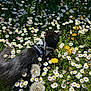 cat, black_cat, harness, flowers, daisies, dandelions, grass, outdoor, nature, greenery, sunlight, pet, animal, flora, field, spring, summer, walking, closeup, daylight